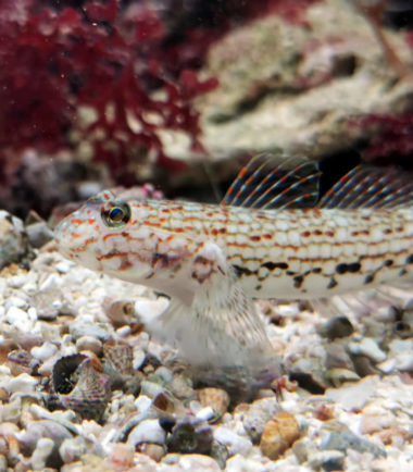 Ornatus Dekor-Grundel Ornatus Dekor-Grundel