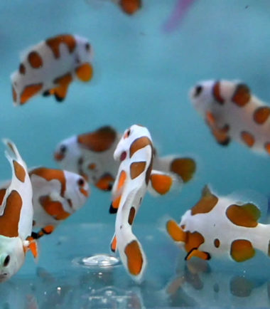 Amphiprion ocellaris Orange Storm - Nemo Aquaristik