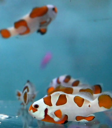 Amphiprion ocellaris Orange Storm - dt Nachzucht