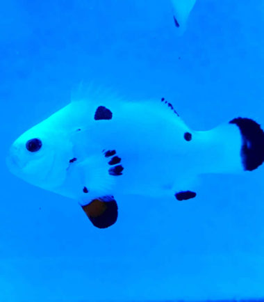 Amphiprion ocellaris Platinum Plasma Storm - Nachzucht Amphiprion ocellaris Platinum Plasma Storm - Nachzucht
