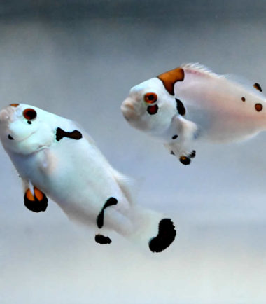 Amphiprion ocellaris Platinum - Plasma Storm - Nachzucht Amphiprion ocellaris Platinum - Plasma Storm - Nachzucht