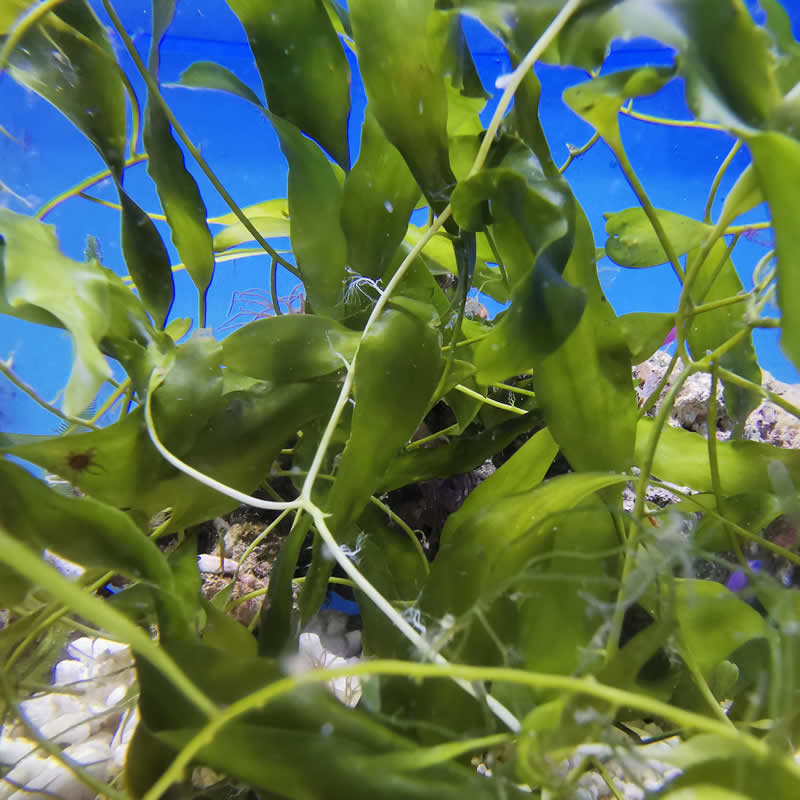 Caulerpa prolifera Kriechsprossalge - Nachzucht Caulerpa prolifera Kriechsprossalge - Nachzucht