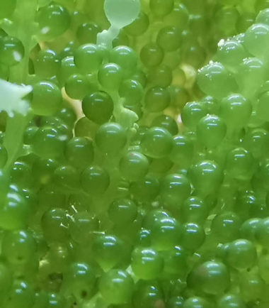 Caulerpa racemosa - Kriechsprossalge