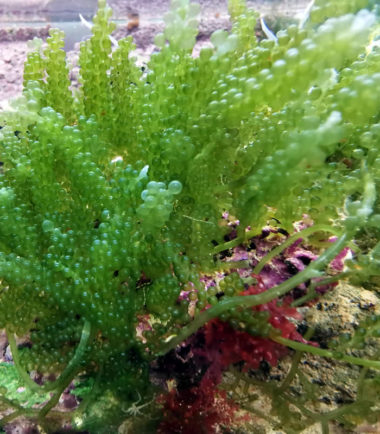 Caulerpa racemosa - Kriechsprossalge - Nemo Aquaristik