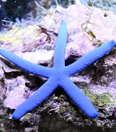 Linckia laevigata - Blauer Seestern
