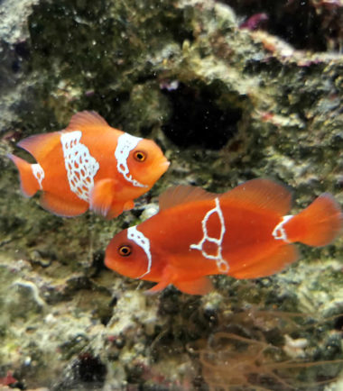 Premnas biaculeatus - Lightning Maroon Clownfisch