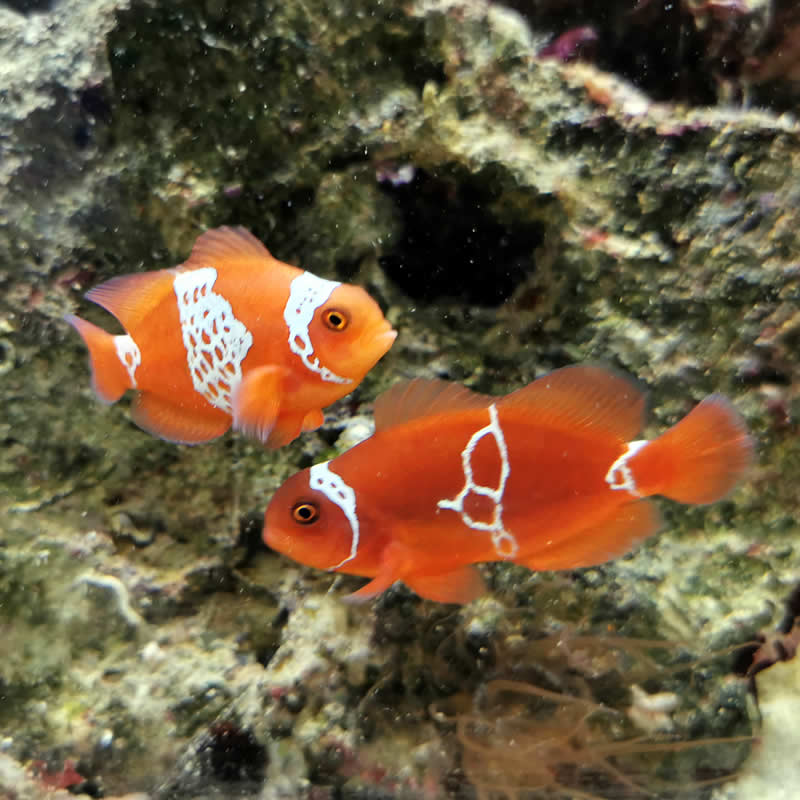 Premnas biaculeatus - Lightning Maroon Clownfisch Premnas biaculeatus - Lightning Maroon Clownfisch