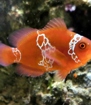 Premnas biaculeatus Lightning - Maroon Clownfisch Premnas biaculeatus - Lightning - Maroon Clownfisch