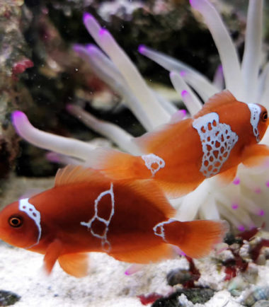 Premnas biaculeatus - Lightning Maroon Clownfisch - Nachzucht Premnas biaculeatus - Lightning Maroon Clownfisch - Nachzucht