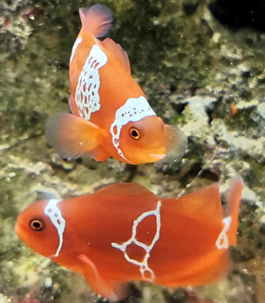 Premnas biaculeatus - Lightning Maroon Clownfisch - Nemo Aquaristik Premnas biaculeatus - Lightning Maroon Clownfisch - Nemo Aquaristik