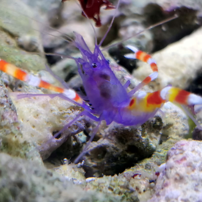 Stenopus tenuirostris - Blaukörper-Scherengarnele Stenopus tenuirostris - Blaukörper-Scherengarnele
