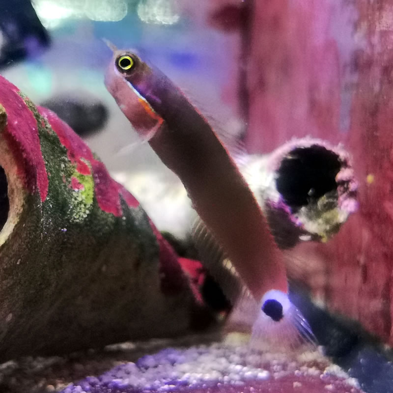 Ecsenius stigmatura - Schwanzflecken Schleimfisch Ecsenius stigmatura - Schwanzflecken Schleimfisch