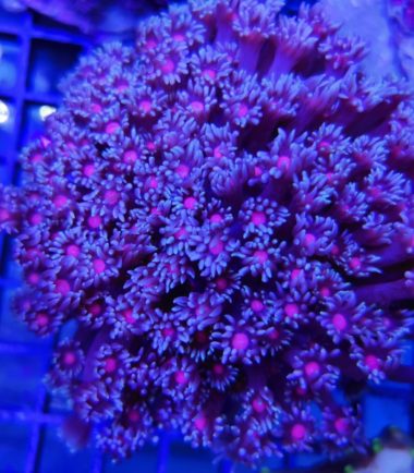Goniopora lobata Pink Eye Margeritenkoralle