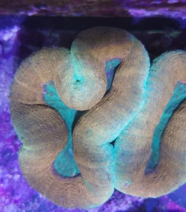 LOBO1 Lobophyllia bicolor 121222 3
