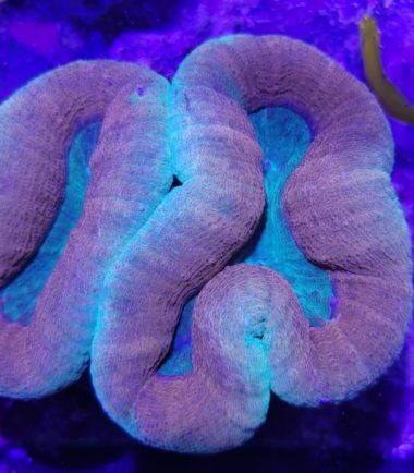 LOBO2 Lobophyllia bicolor 121222 2