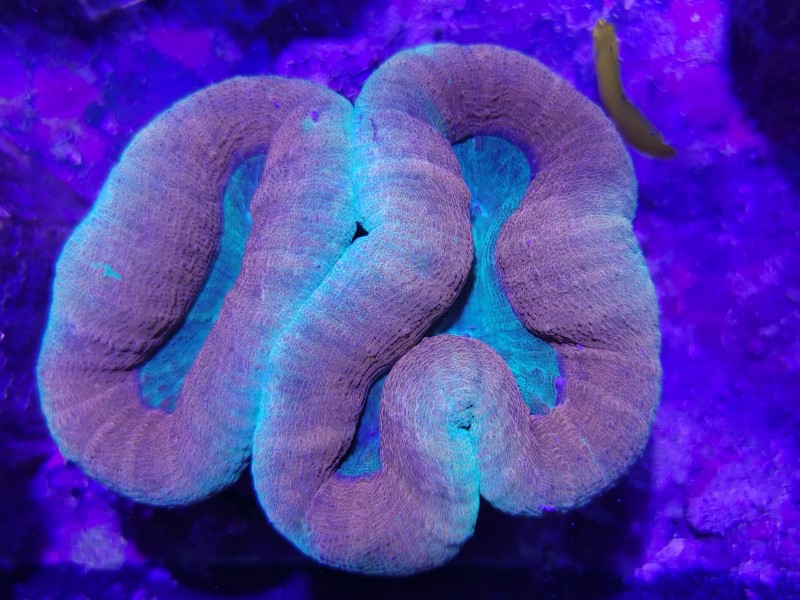 LOBO2 Lobophyllia bicolor 121222 1