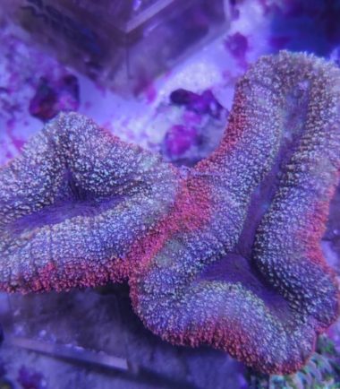Lobophyllia bicolor 221222