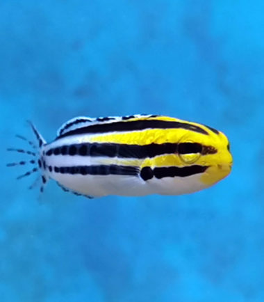 Meiacanthus grammistes Meiacanthus grammistes