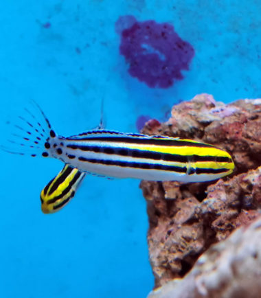 Meiacanthus grammistes - Zebra Schleimfisch Meiacanthus grammistes - Zebra Schleimfisch