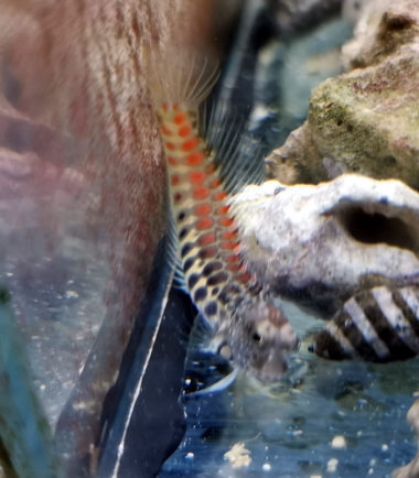 Salarias segmentatus