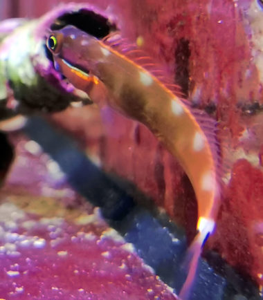 Schwanzflecken Schleimfisch Schwanzflecken Schleimfisch