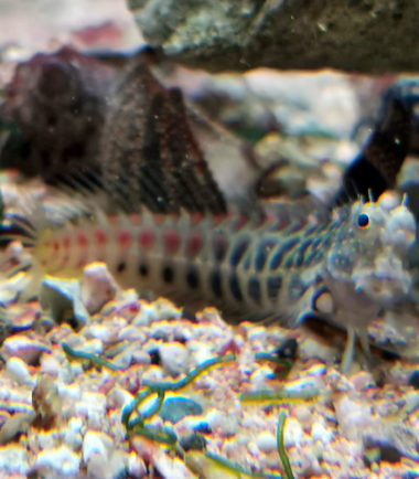 Segmentierter Schleimfisch