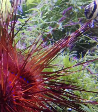 Astropyga radiata - Nemo-Aquaristik Astropyga radiata - Nemo-Aquaristik