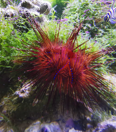 Astropyga radiata - Roter Diademseeigel Astropyga radiata - Roter Diademseeigel