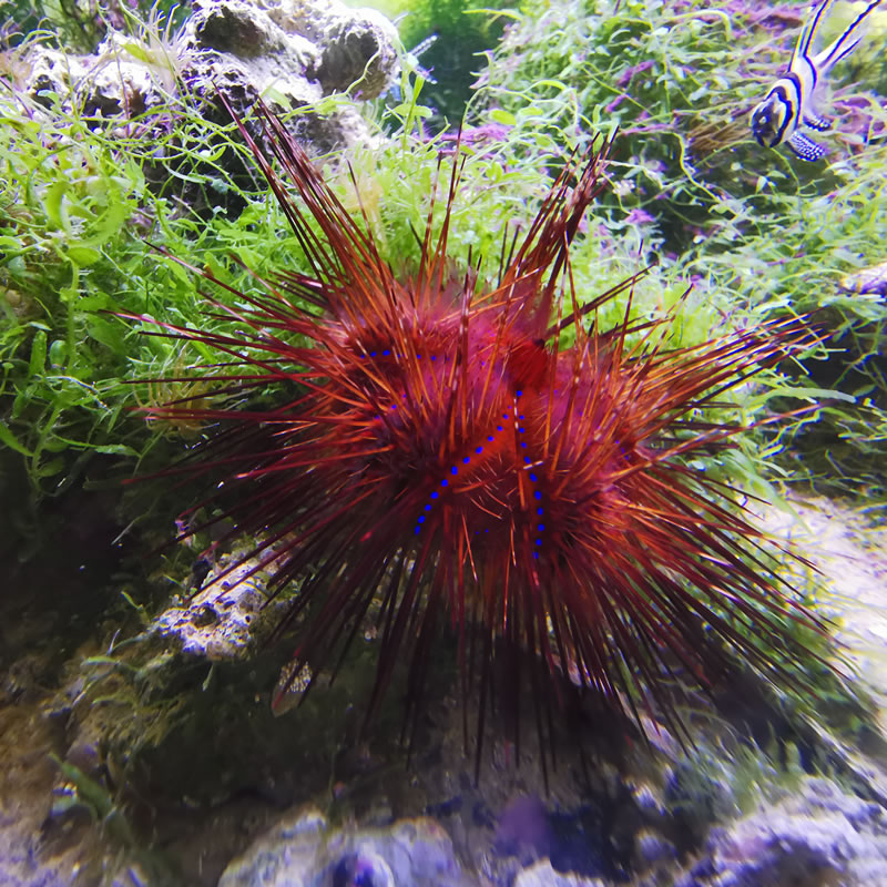 Astropyga radiata - Roter Diademseeigel Astropyga radiata - Roter Diademseeigel
