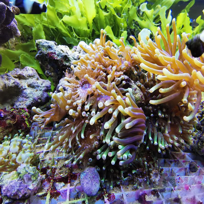Cribrinopsis crassa - grüne Mini Anemone - nemo-aquaristik Cribrinopsis crassa - grüne Mini Anemone - nemo-aquaristik