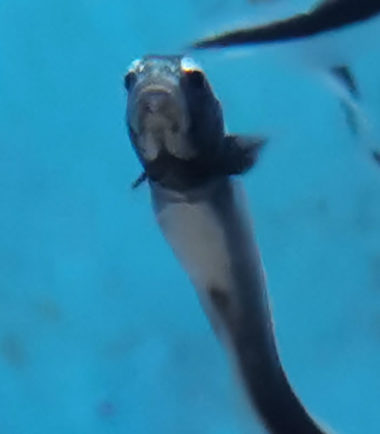 Pholidichthys leucotaenia