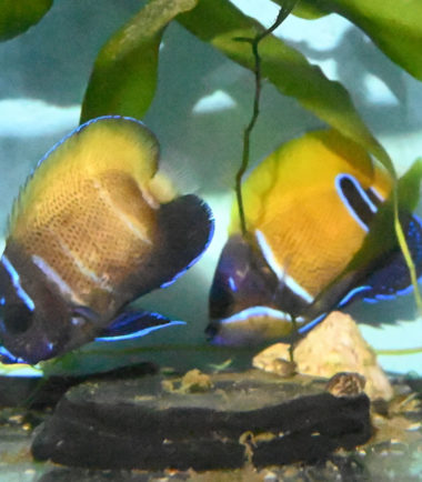Pomacanthus navarchus - Traumkaiser Nachzucht