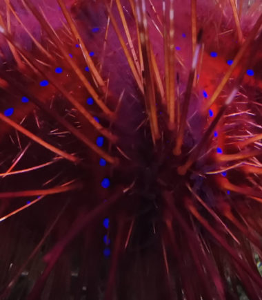 Roter Diademseeigel Roter Diademseeigel