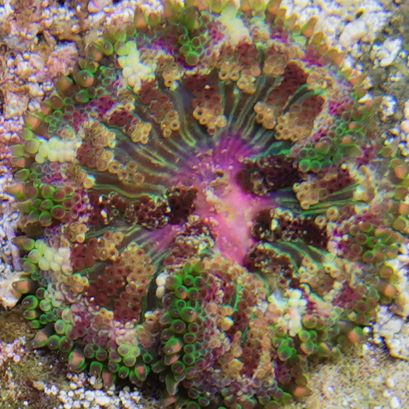 Stichodactyla tapetum - Anemone - Meeresaquaristik Stichodactyla tapetum - Anemone - Meeresaquaristik