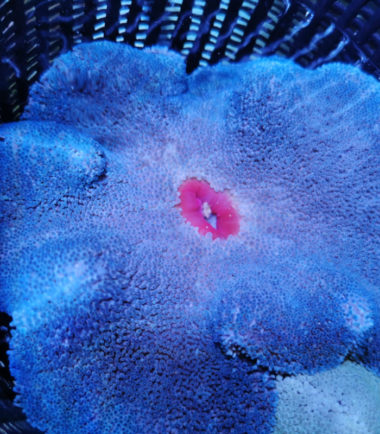 Blaue Teppichanemone Stichodactyla haddoni - blaue Teppichanemone 3