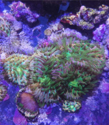 Cycloseris sp. Fungia Rainbow Nachzucht 4