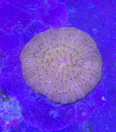 Fungia orange2 Fungia orange 4