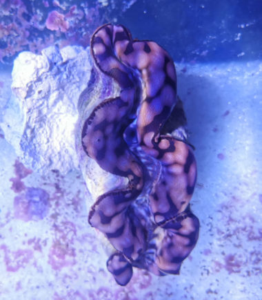 Tridacna maxima Mördermuschel WYSIWYG 1 2