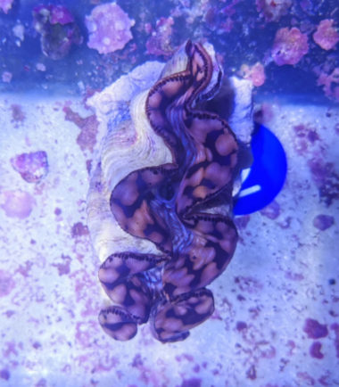 Tridacna maxima Mördermuschel WYSIWYG 2