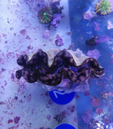Tridacna2 Tridacna maxima Mördermuschel WYSIWYG 2 3
