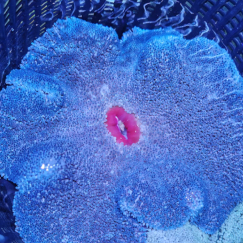 blaueteppich Stichodactyla haddoni - blaue Teppichanemone 1