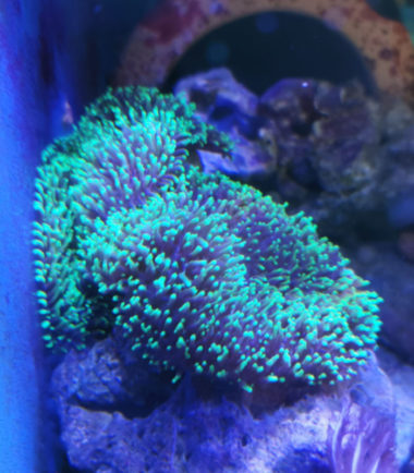 Rhodactis howesii große Scheibenanemone 3