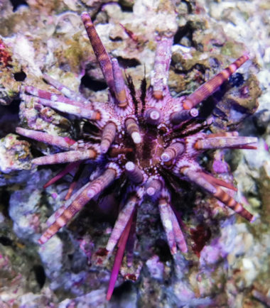 Eucidaris tribuloides- Karibischer Lanzenseeigel