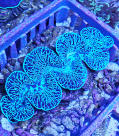 Tridacna blau1 Tridacna maxima Mördermuschel WYSIWYG 19.11.22 blau 2