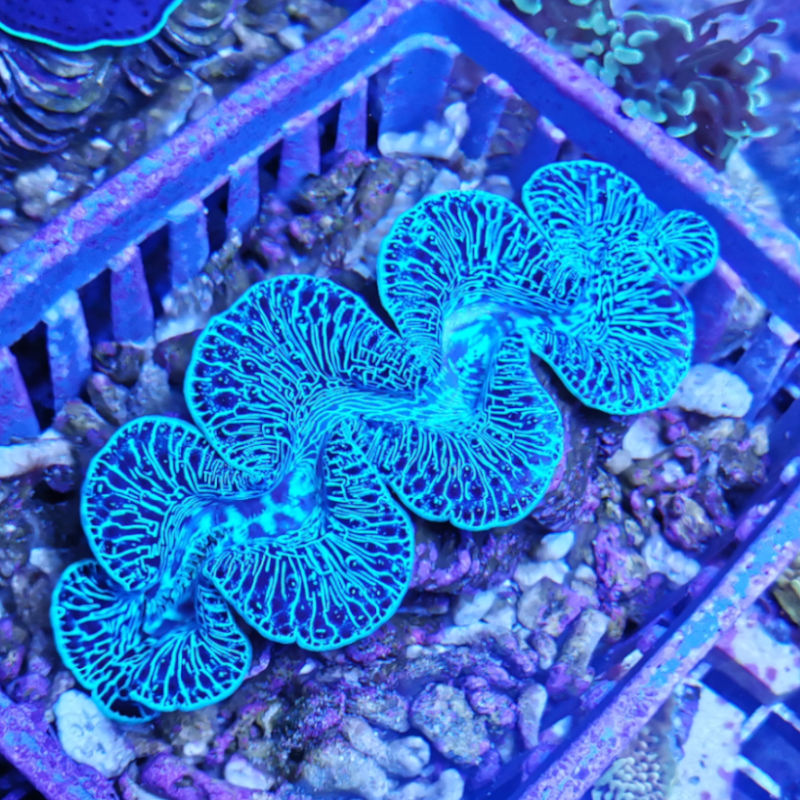Tridacna blau1 Tridacna maxima Mördermuschel WYSIWYG 19.11.22 blau 1
