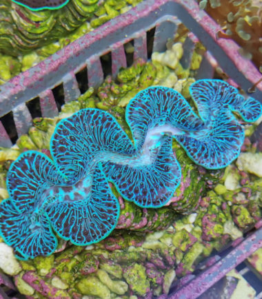 Tridacna blau2 Tridacna maxima Mördermuschel WYSIWYG 19.11.22 blau 3