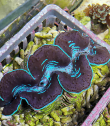 Tridacna maxima Mördermuschel WYSIWYG 19.11.22 türkis