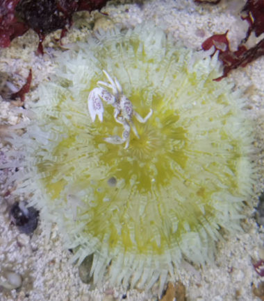 Heteractis aurora - Glasperlen Anemone gelb