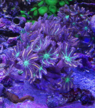 Clavularia viridis tricolor