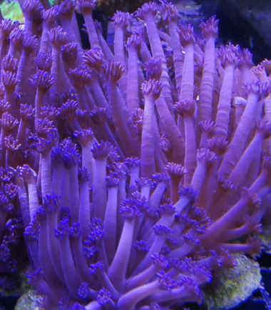 Meeresaquaristik 10 Meeresaquaristik 4
